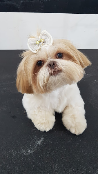 Foto 1 Mimo's Pet Shop