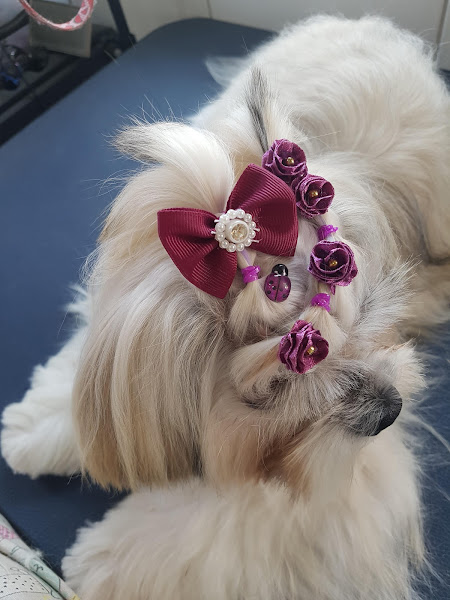 Foto 2 Mimo's Pet Shop