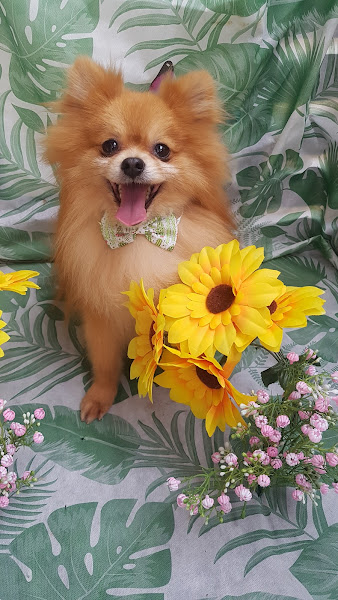 Foto 3 Mimo's Pet Shop