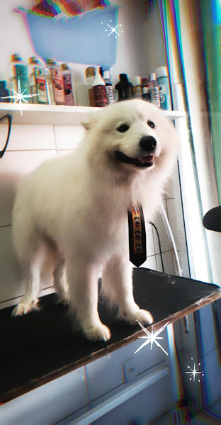 Foto 4 Planet Pet Flamboyant