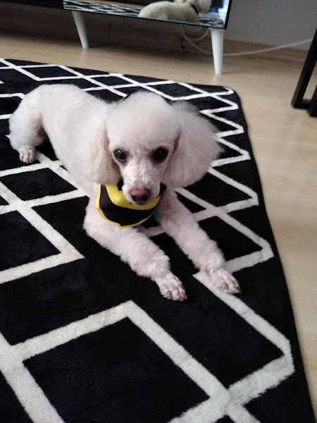 Foto 1 Best Style Pet