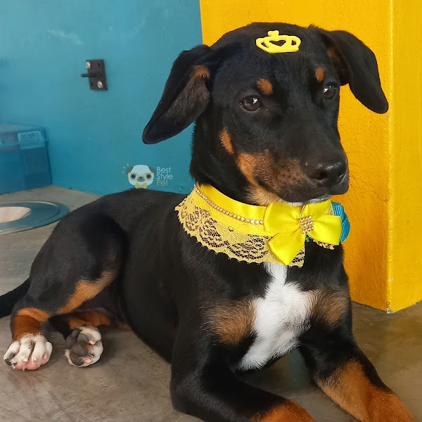 Foto 2 Best Style Pet