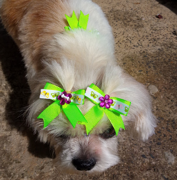 Foto 4 Best Style Pet