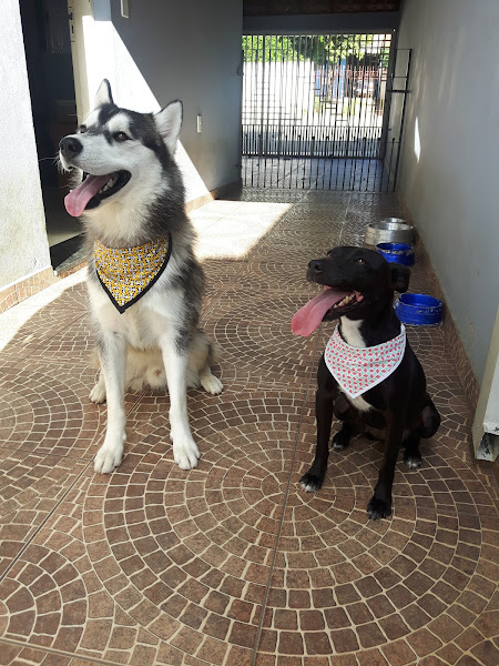 Foto 5 Best Style Pet