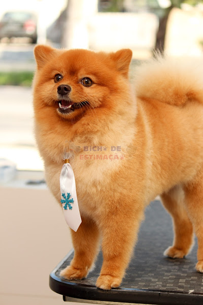 Foto 1 Bicho de Estimação Clínica veterinária