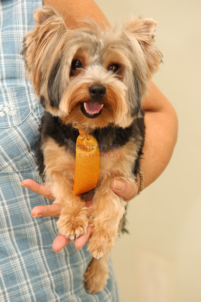 Foto 2 Bicho de Estimação Clínica veterinária