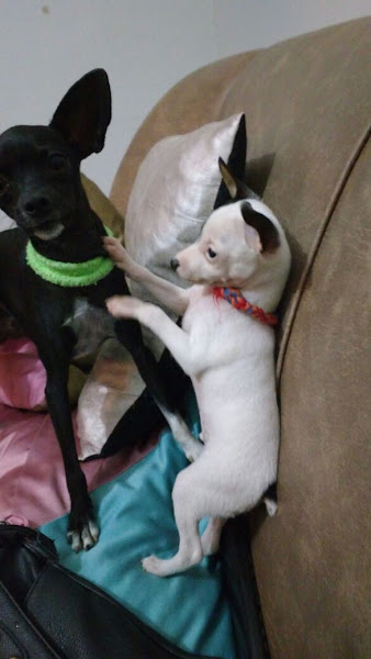 Foto 5 Pet Shop Mundo Animal