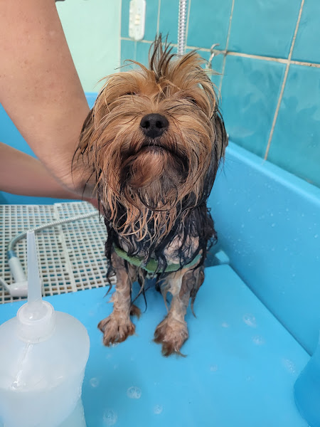 Cão Cheiroso Cão Cheiroso