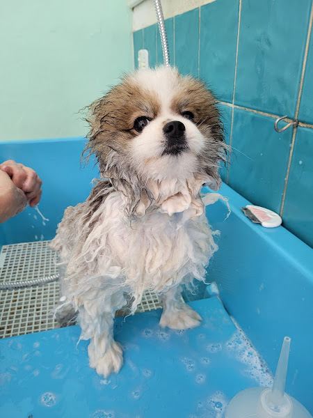 Foto 1 Cão Cheiroso