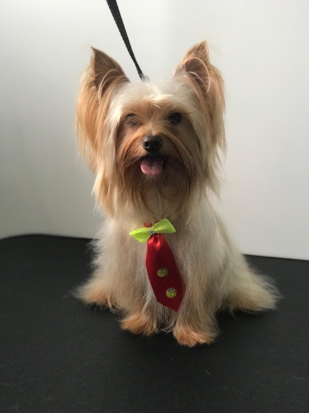 Foto 4 Pet Buddy Pet Shop