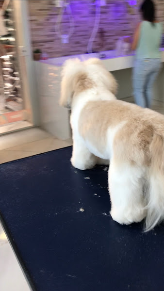 Pet Shop Caopanheiro