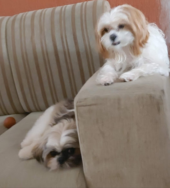 Foto 1 Pet Shop Caopanheiro