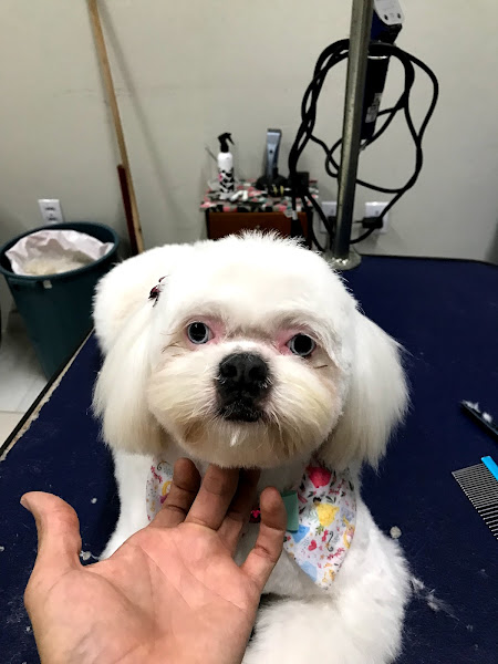 Foto 2 Pet Shop Caopanheiro