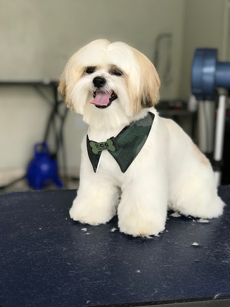 Foto 4 Pet Shop Caopanheiro Foto 4 Pet Shop Caopanheiro