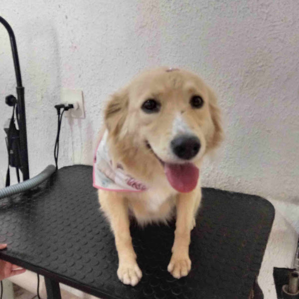 Foto 2 Cãopañero Pet