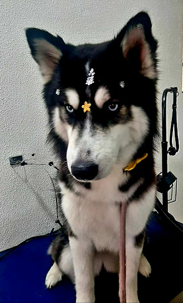 Foto 1 Elis Pet-Shop