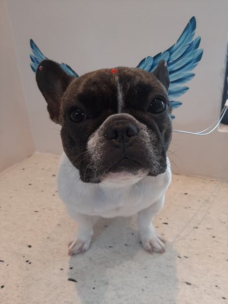 Foto 2 Elis Pet-Shop