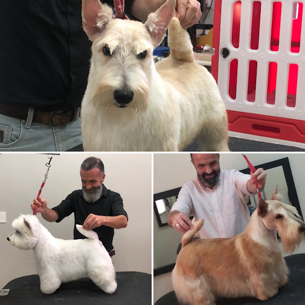 Atelier Do Grooming (Banho & tosa)..