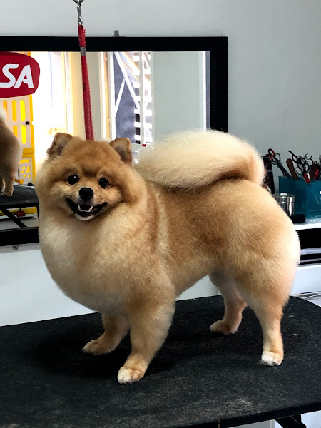 Foto 2 Atelier Do Grooming (Banho & tosa)..