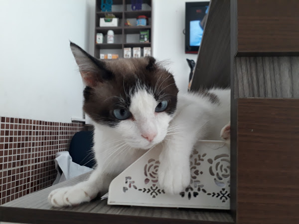 Foto 4 Little Pet shop clínica veterinária