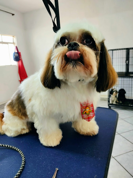 PetShop Bom Pet Vila União Campinas