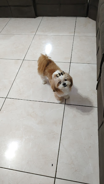 Foto 2 PetShop Bom Pet Vila União Campinas