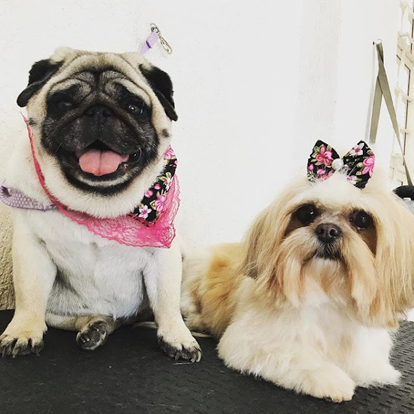 Foto 3 PetShop Bom Pet Vila União Campinas