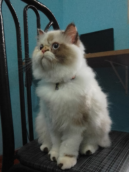 Foto 4 PetShop Bom Pet Vila União Campinas