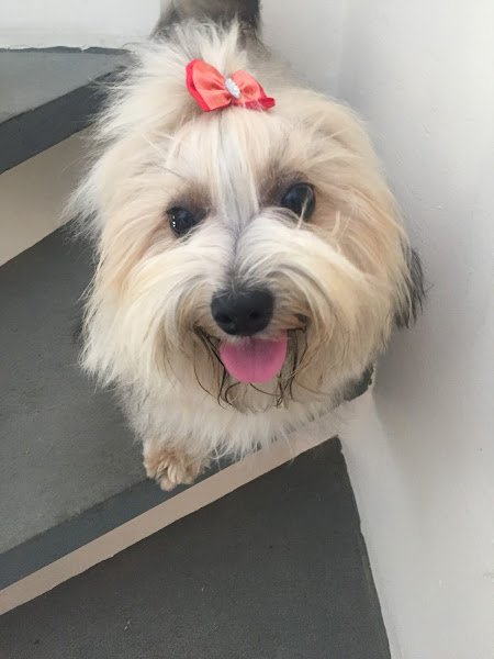 Foto 3 Veterinária Lu Cães & Gatos