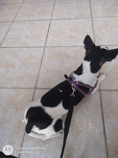 Foto 4 Veterinária Lu Cães & Gatos