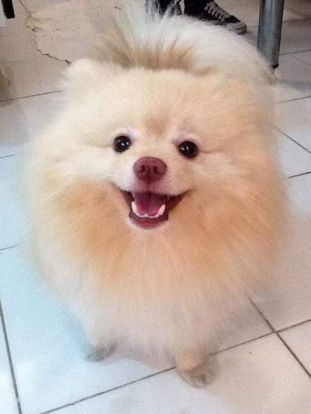 Foto 5 Veterinária Lu Cães & Gatos