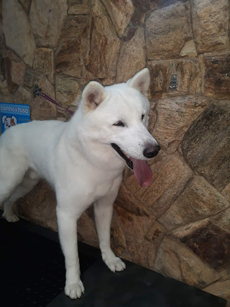 Petshow Banho & Tosa