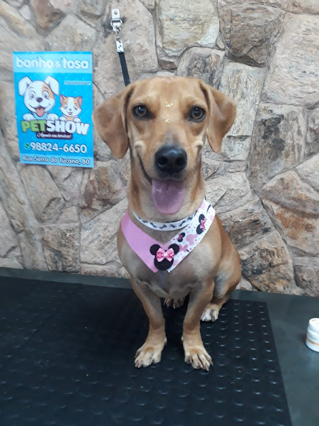 Foto 1 Petshow Banho & Tosa