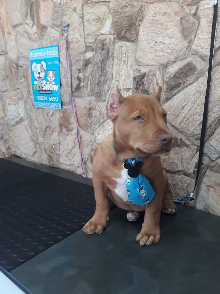 Foto 2 Petshow Banho & Tosa