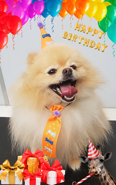 Foto 1 Pet Shop Amora