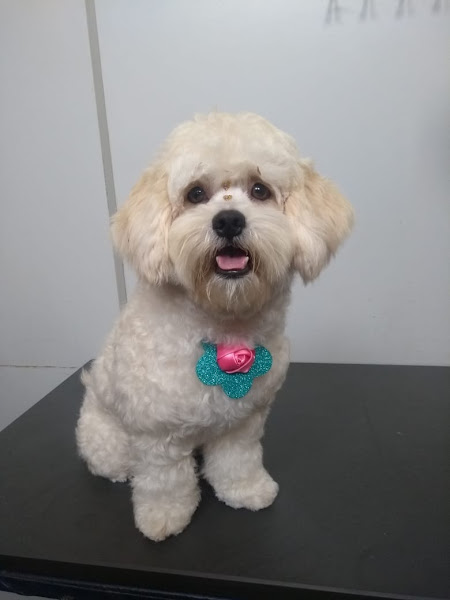 Foto 2 Pet Shop Amora Foto 2 Pet Shop Amora