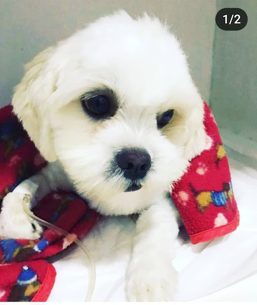 Baden Vet (Veterinária)