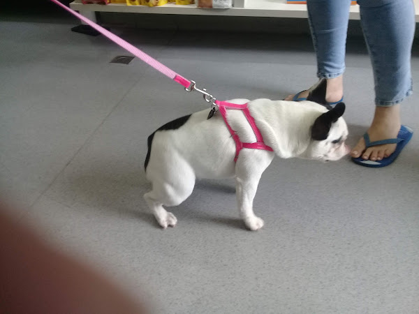 Foto 1 Baden Vet (Veterinária)