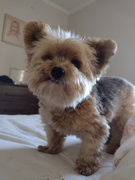 Foto 2 Pet Shop Von Zuben