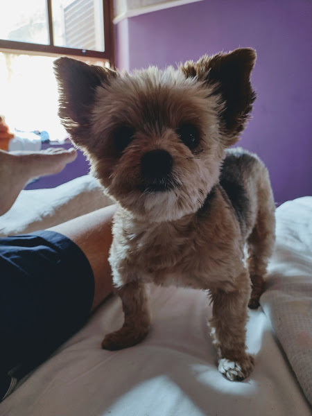 Foto 4 Pet Shop Von Zuben