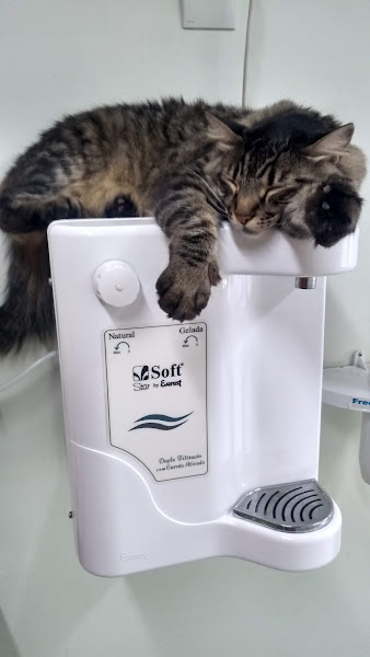 Foto 1 Centro Veterinario Caes e Gatos