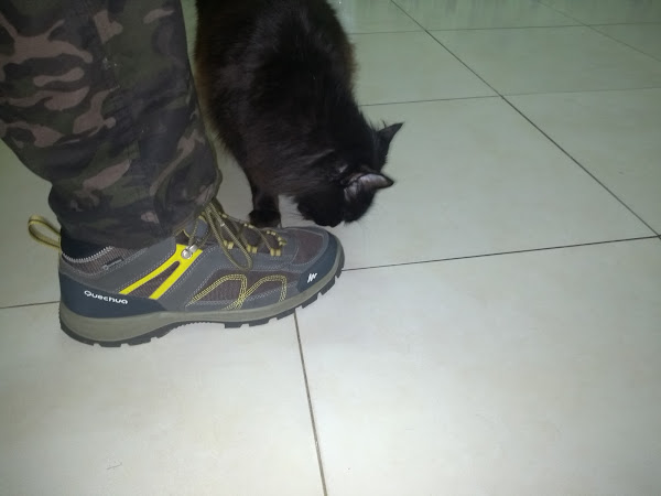 Foto 2 Centro Veterinario Caes e Gatos