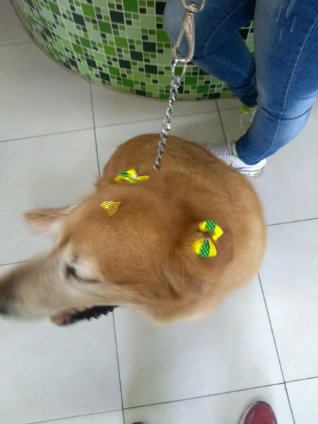 Foto 3 Centro Veterinario Caes e Gatos