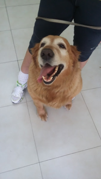 Foto 4 Centro Veterinario Caes e Gatos