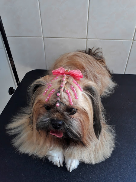 Foto 2 Cia dos Bichos Clinica Veterinaria e PetShop