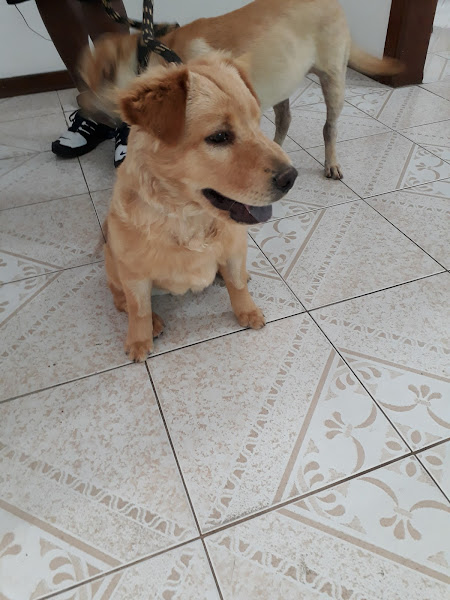 Foto 3 Cia dos Bichos Clinica Veterinaria e PetShop