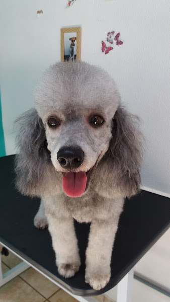 Foto 4 Cia dos Bichos Clinica Veterinaria e PetShop