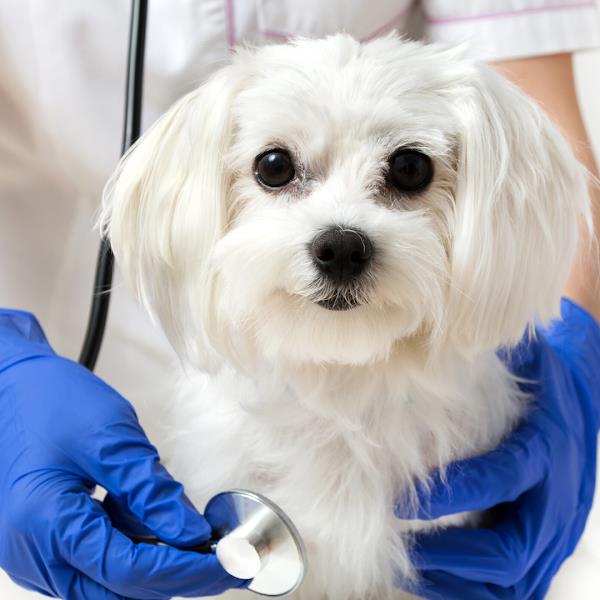 Vet Care Saúde e Estética Animal