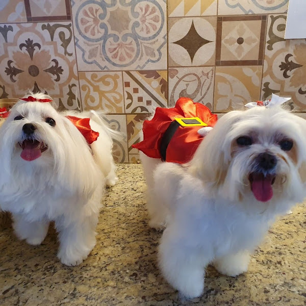 Foto 1 Vet Care Saúde e Estética Animal