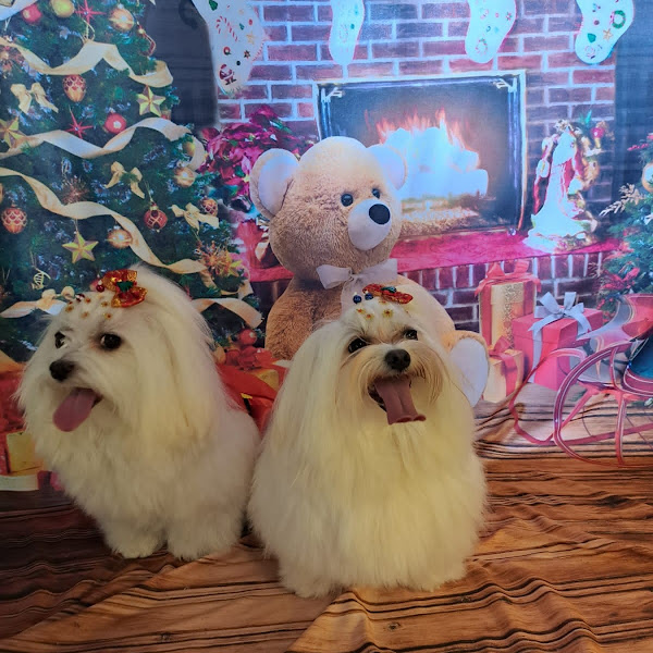 Foto 2 Vet Care Saúde e Estética Animal